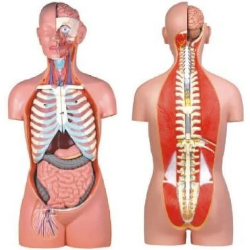 
			10003B Torso asexuado (17 partes)		