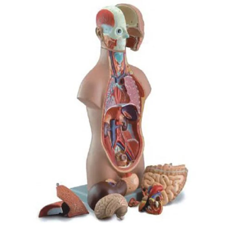 
			10003C Torso asexuado (12 piezas)		