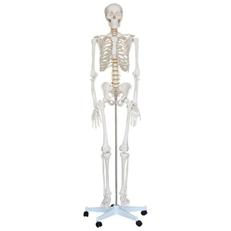 
			11101-1 Modelo de esqueleto humano (180 cm)		