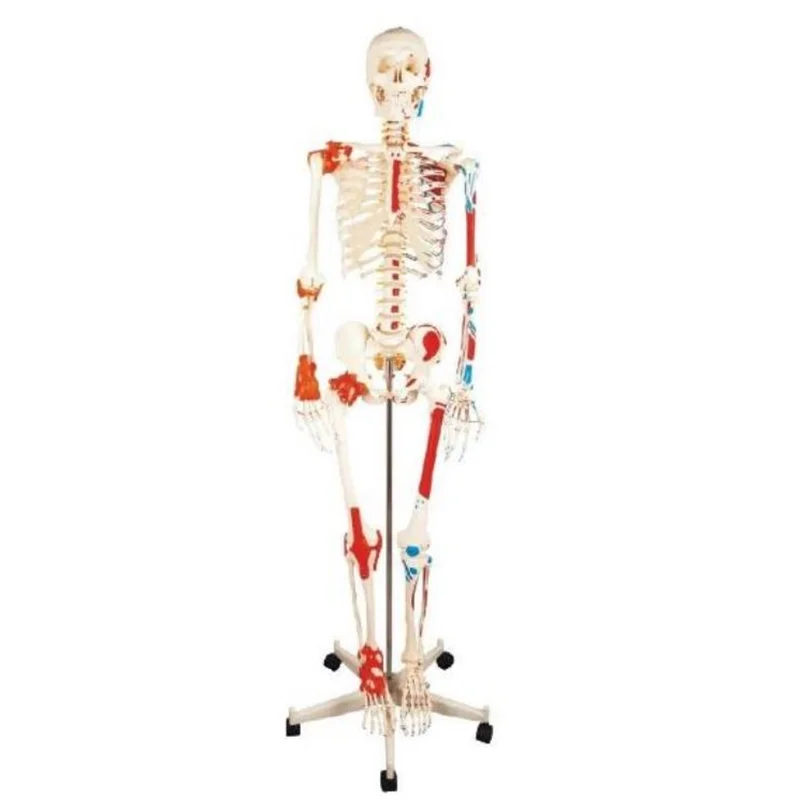 
			11102-1 Esqueleto humano con músculos y ligamentos pintados, modelo 180 cm		