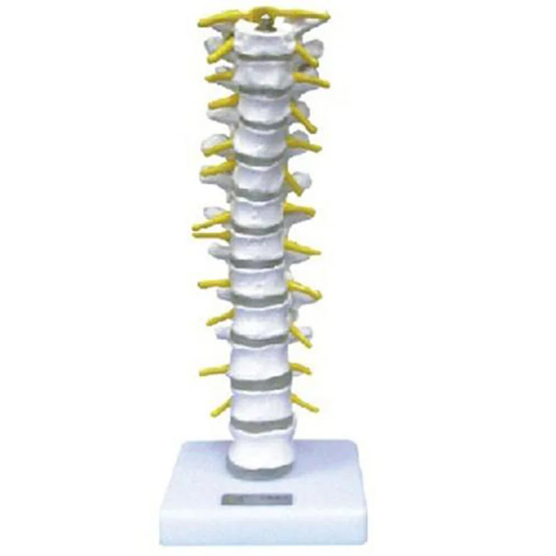 
			11108 Modelo de vértebra torácica		