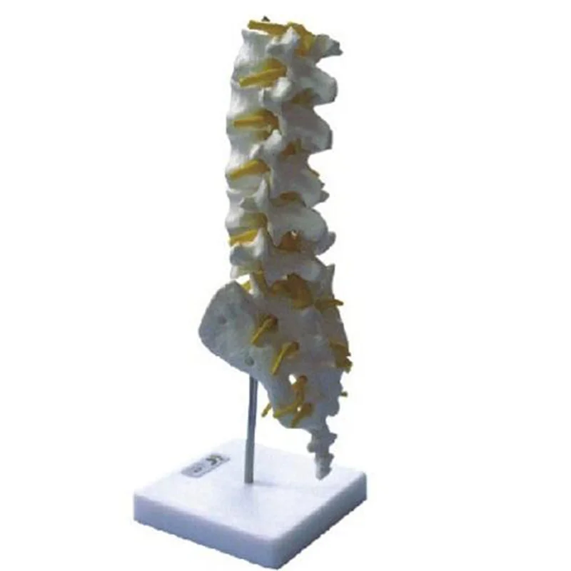 
			11109 Modelo de vértebra lumbar		