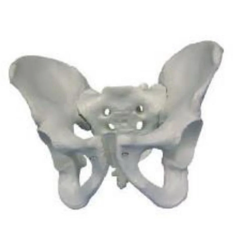 
			11127 Modelo de pelvis masculina		