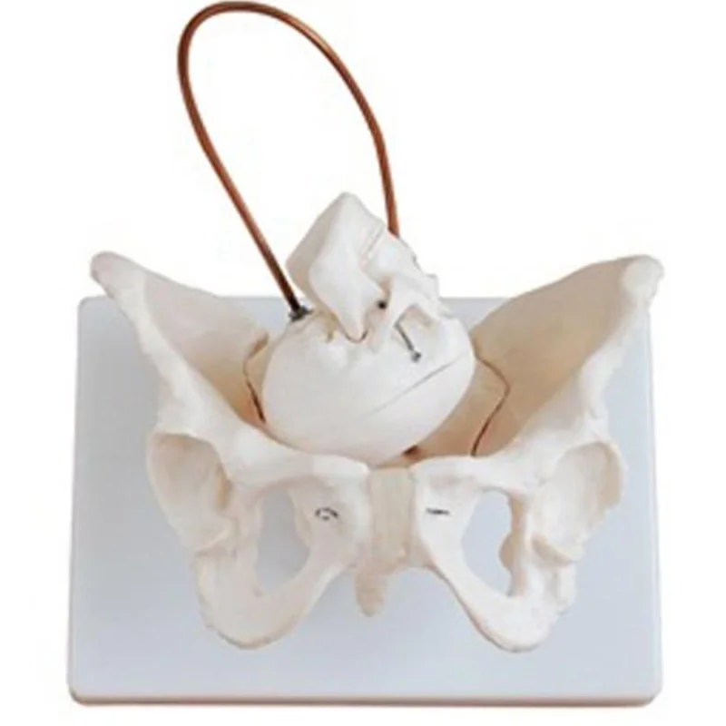 
			11128-1 Modelo de pelvis femenina con cráneo fetal		