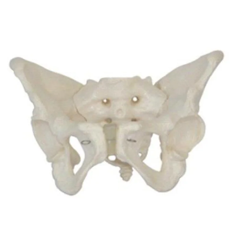 
			11128 Modelo de pelvis femenina		