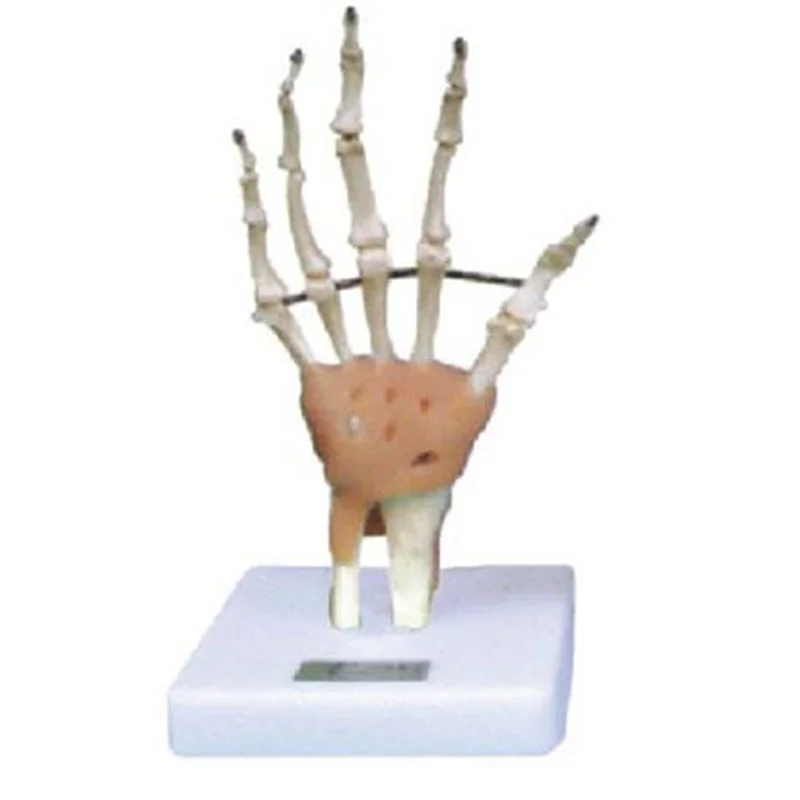 
			11209-3 Modelo de articulación de mano y dedo con ligamento		