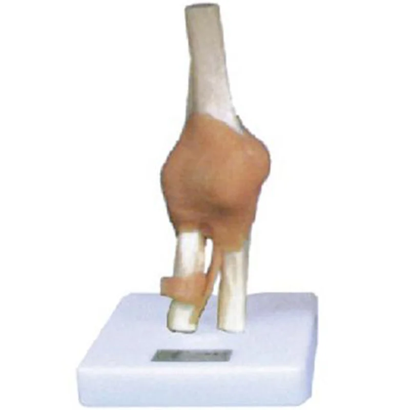 
			11209-5 Modelo de articulación de rodilla con ligamento		