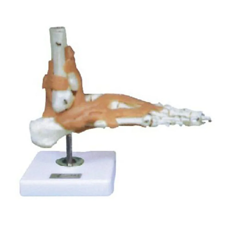 
			11209-6 Modelo de articulación del pie con ligamento		