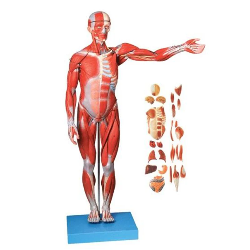 
			11301-1 Modelo anatómico de los músculos del cuerpo humano completo		