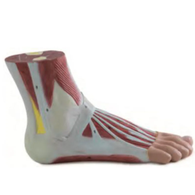 
			11311 Modelo de anatomía del pie		