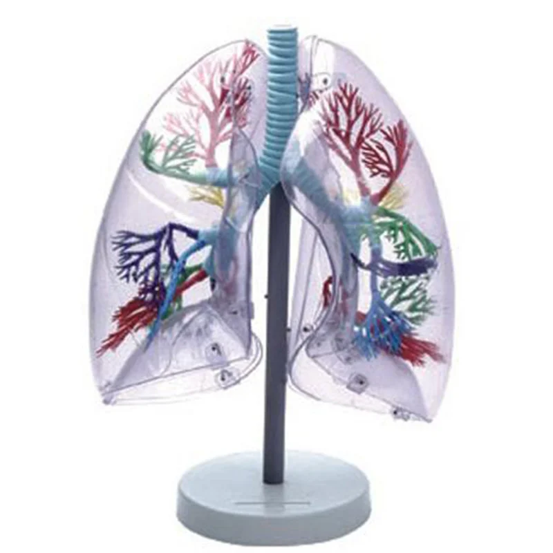 
			13009 Modelo de segmento pulmonar transparente		