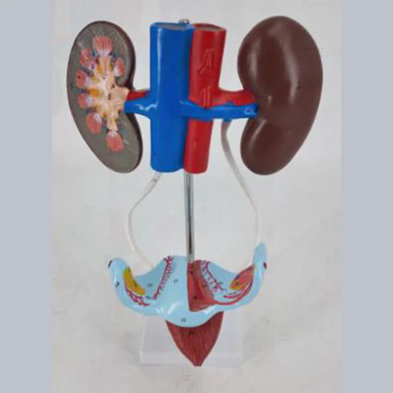 
			14002-2 Modelo del sistema urinario y reproductor femenino		