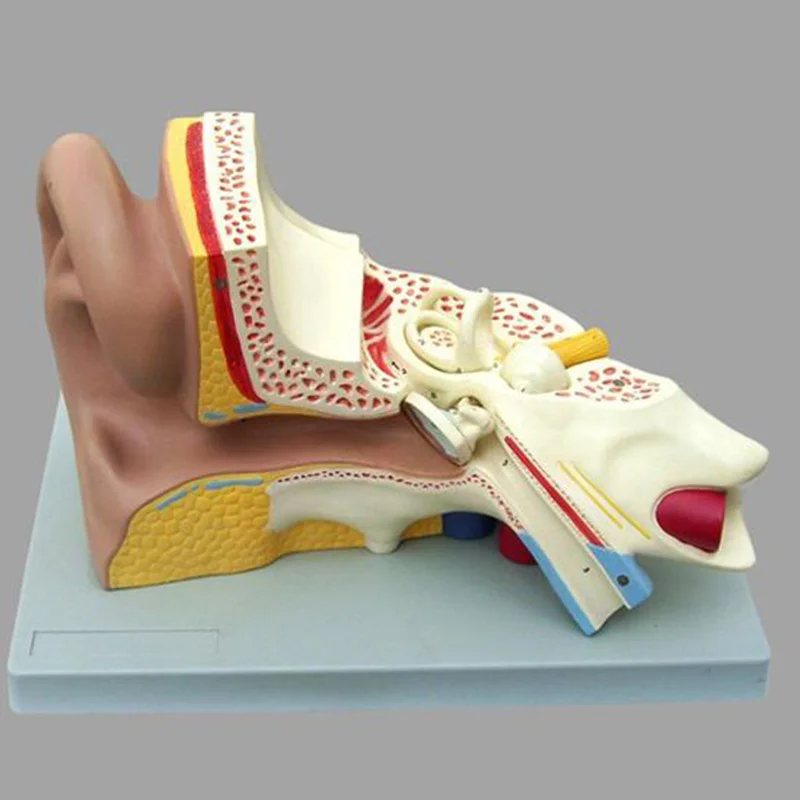 17201-3 Ear Model