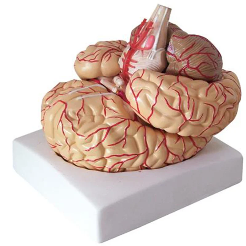 18220-2 Brain with Arteries Model