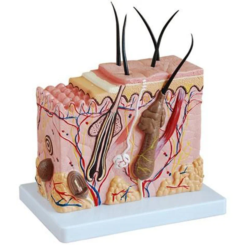41002 Skin Tissue Model