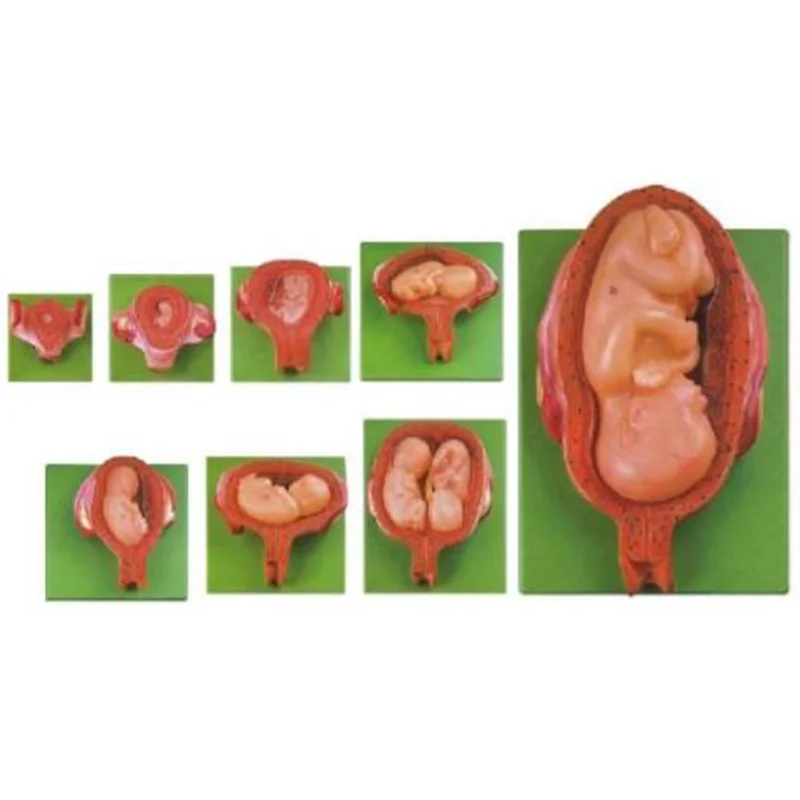 42005 Embryonic Development Stages Model